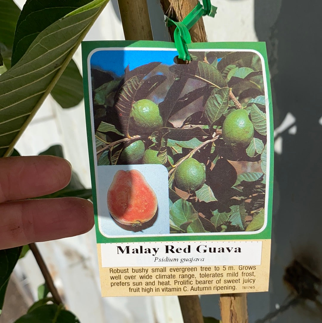 Malay Red Guava