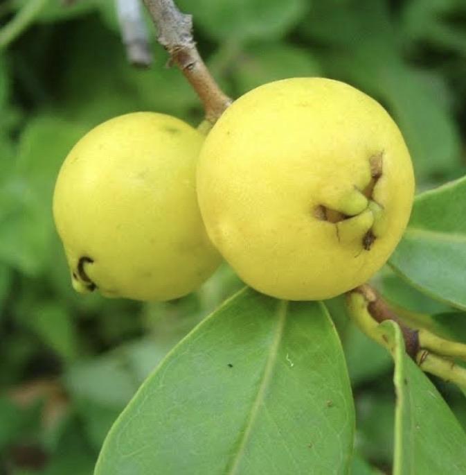 Yellow Cherry Guava - Large