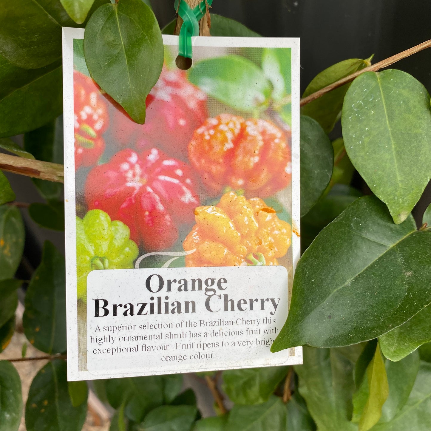 Brazilian Cherry - Orange