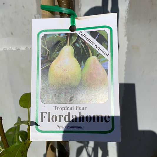 Pear - Flordahome