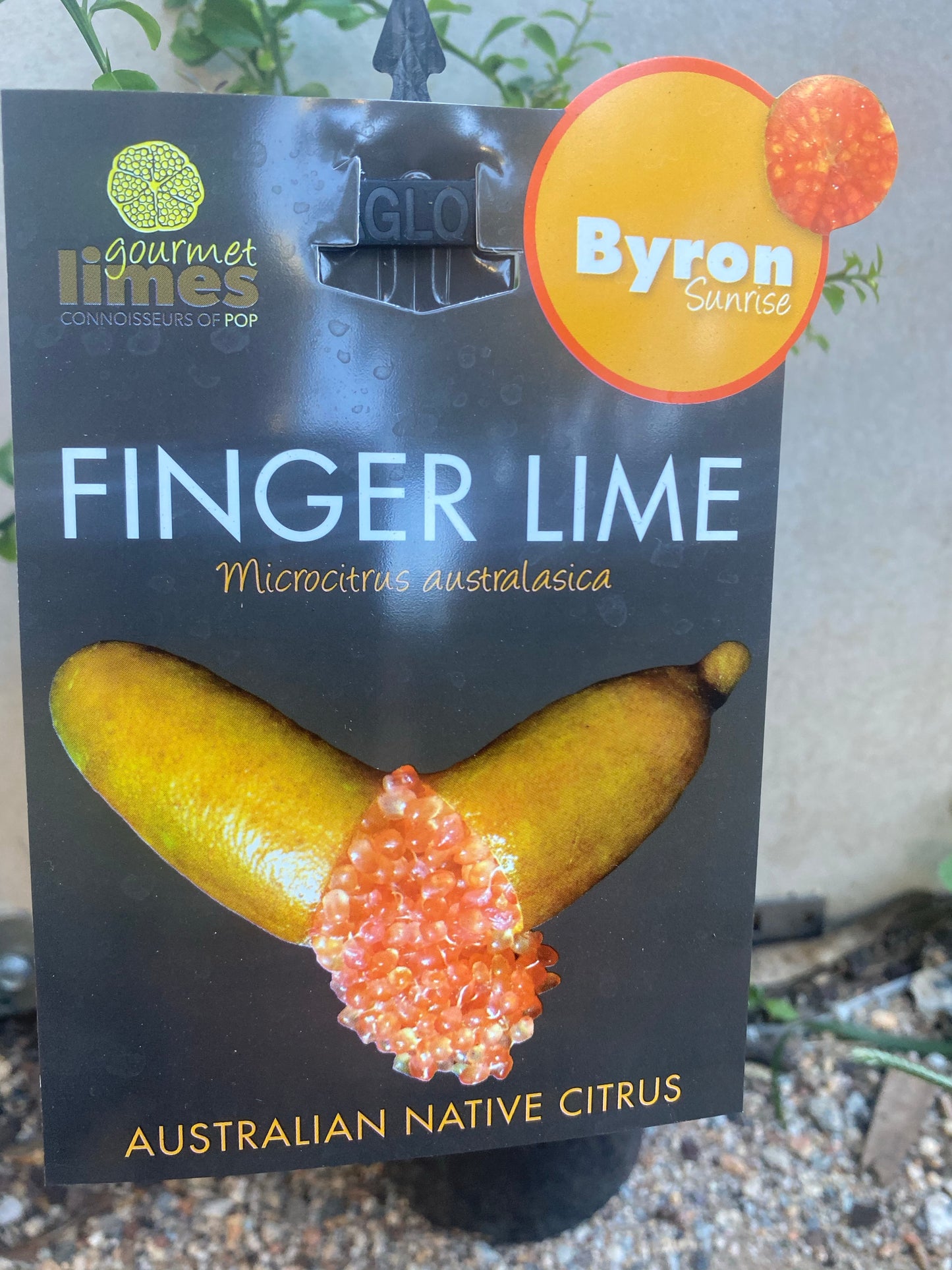 Finger Lime - Byron Sunrise RESTRICTED TO QLD