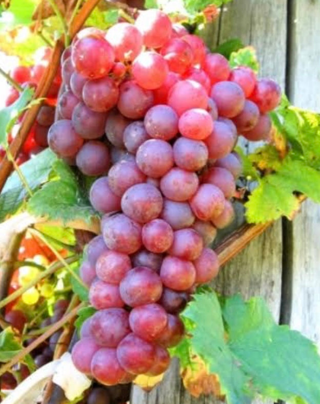 Grapes - Flame Seedless