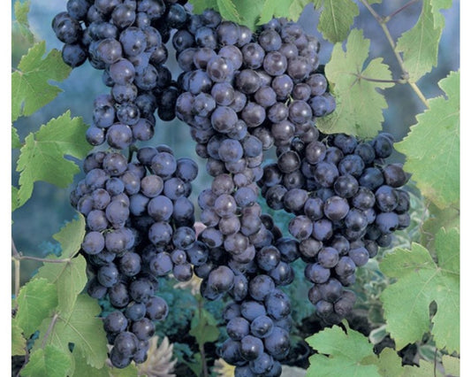 Grapes - Black Muscat