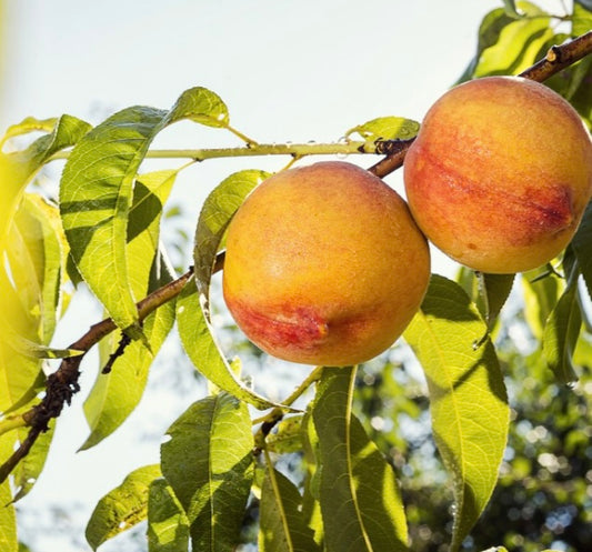 Nectarine - Nectarina