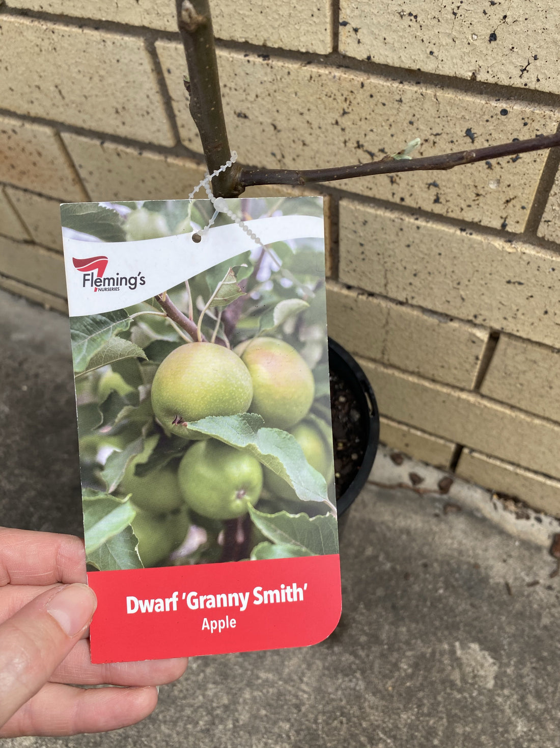 Apple Dwarf Granny Smith Fruitopia Nursery