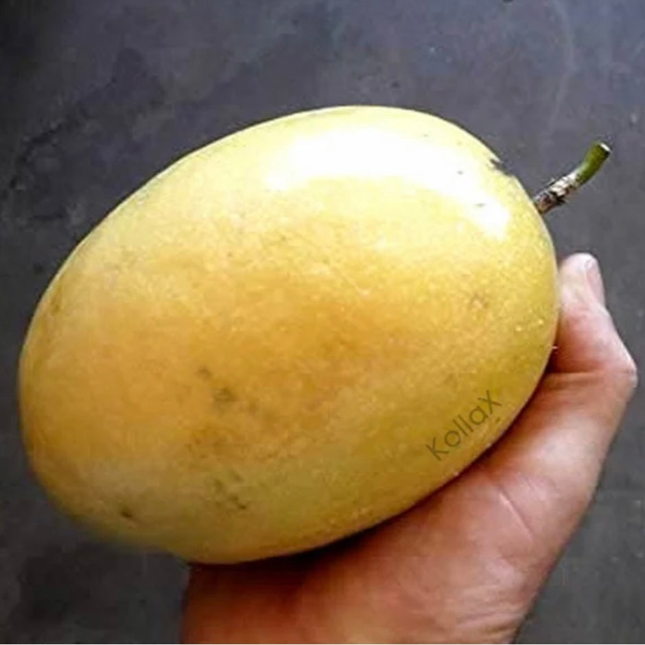 Passionfruit - Panama Gold Giant