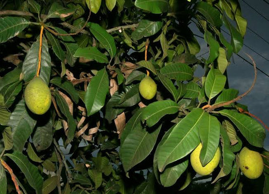 Mango - M. Odourata