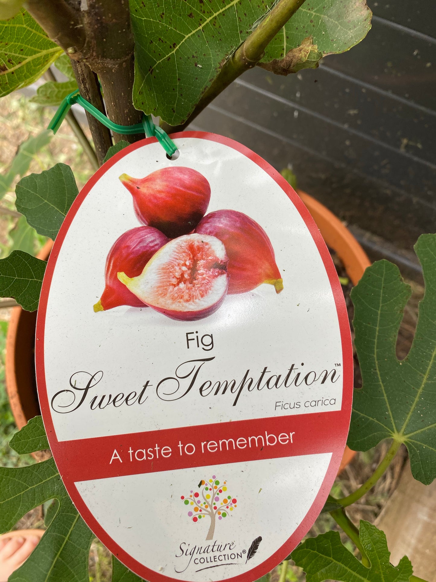 Fig - Sweet Temptation