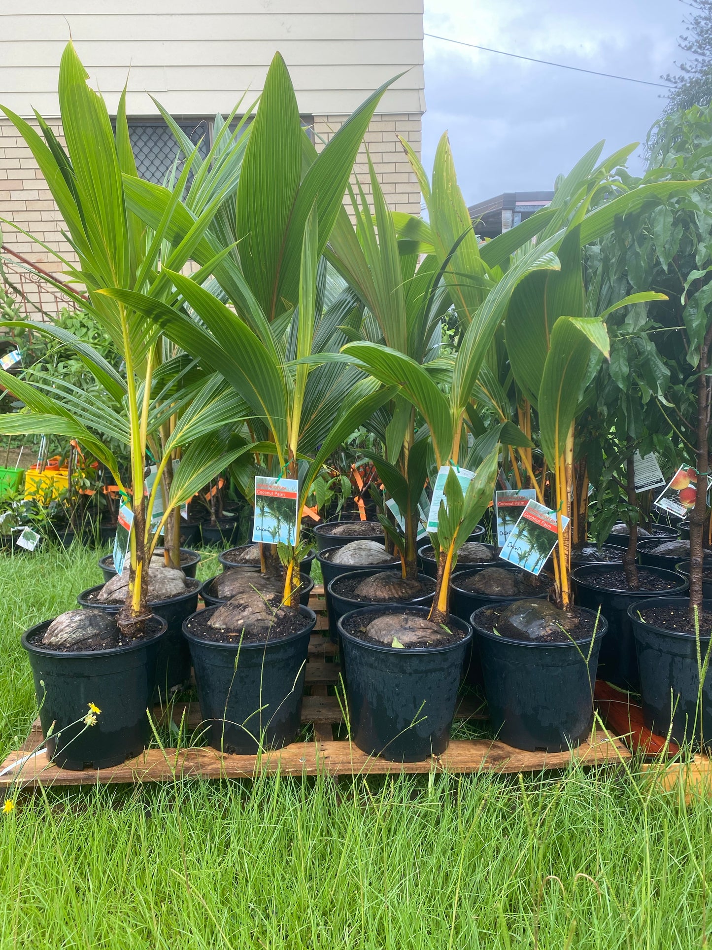 Dwarf Coconut - Malay Gold – Fruitopia Nursery