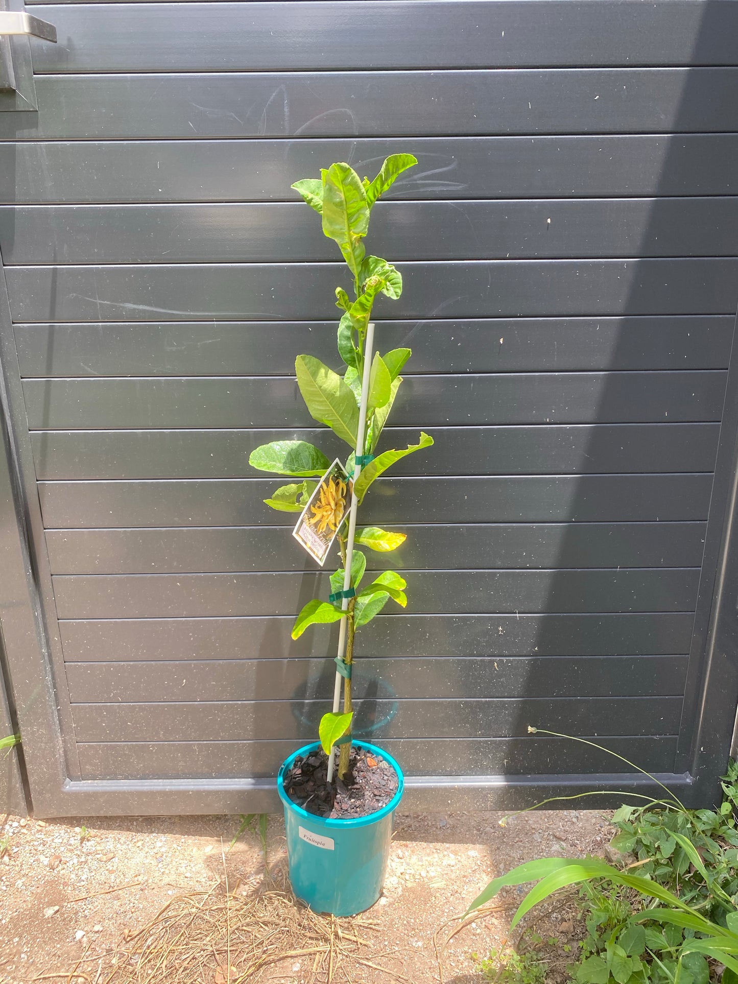 Buddha Hand Citrus: RESTRICTED TO QLD