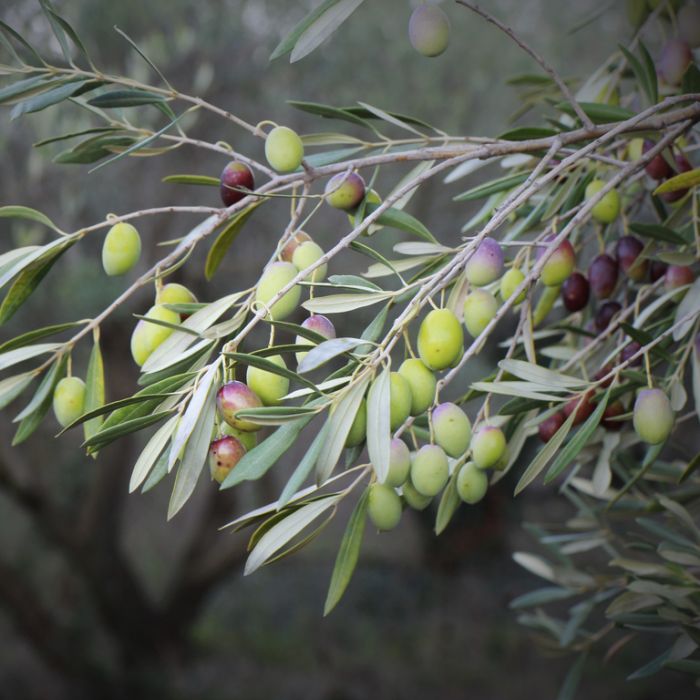 Olive - Del Morroco – Fruitopia Nursery