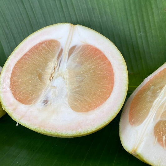 Pomelo - K15 QLD ONLY