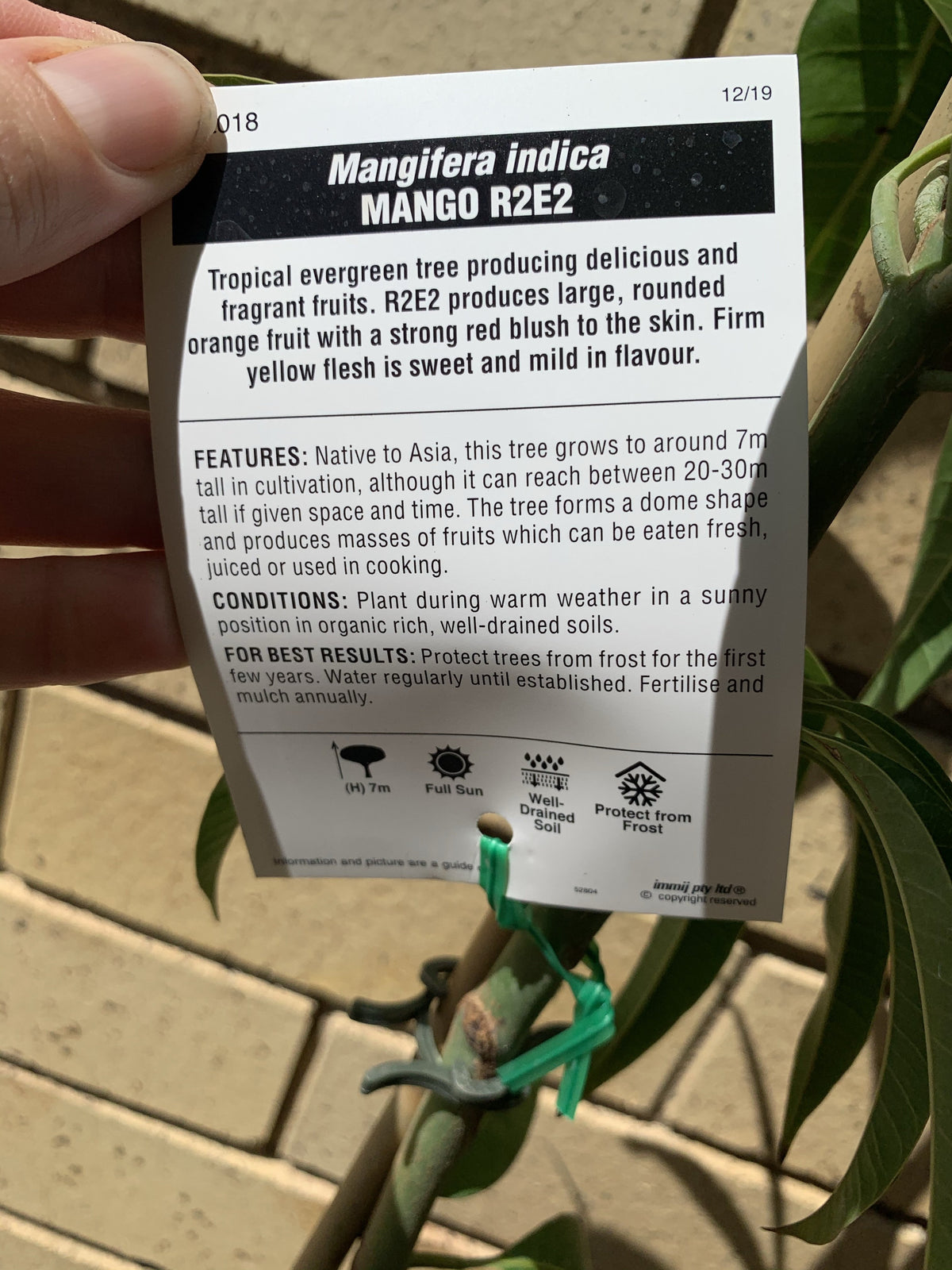 Australian Mango R2e2 Mango - R2e2 – Fruitopia Nursery