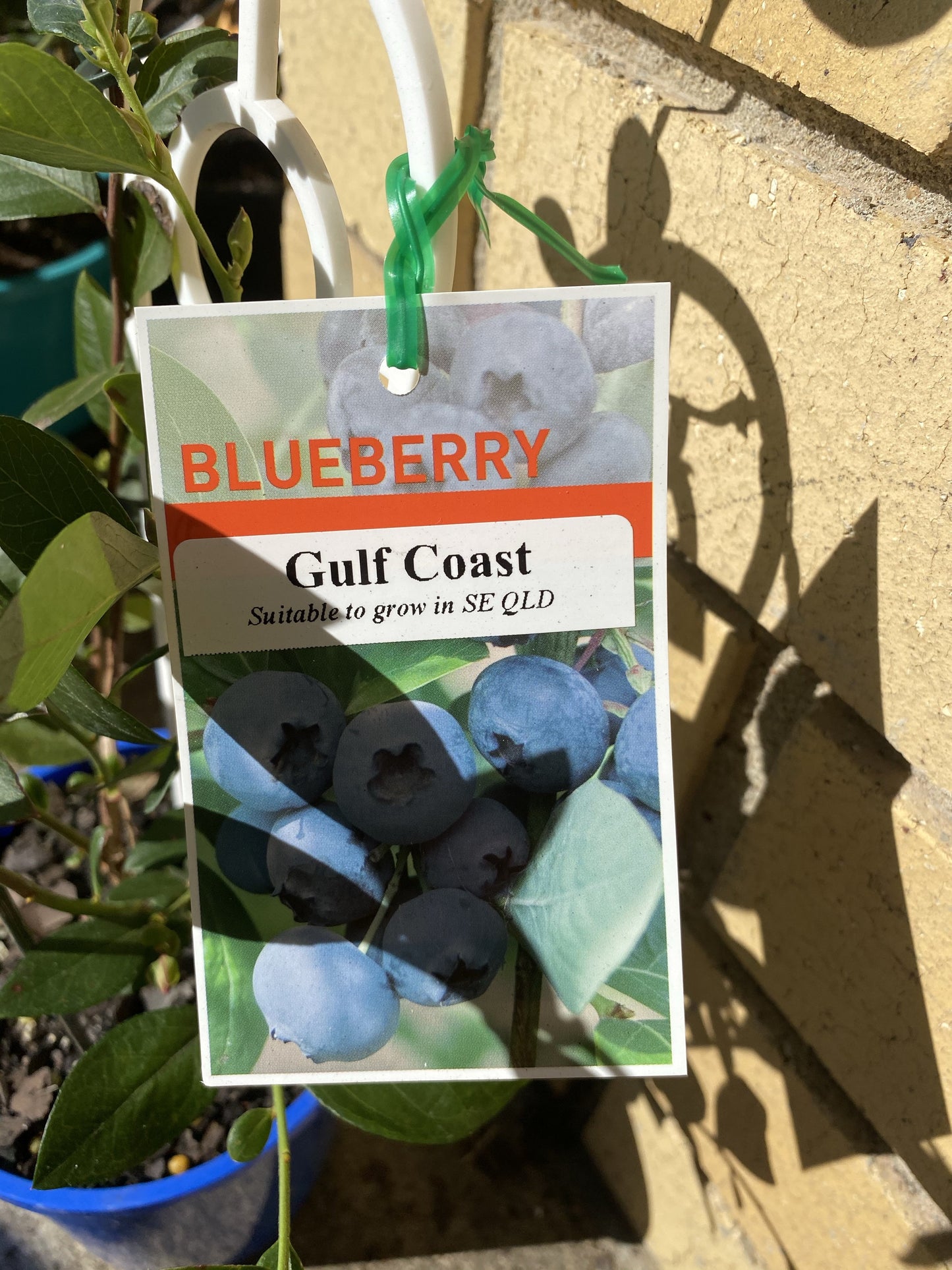 Blueberry- Gulf Coast