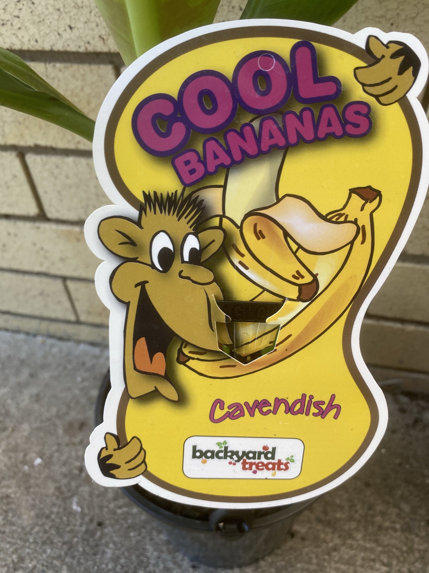 Banana - Cavendish: RESTRICTED TO S.E. QLD