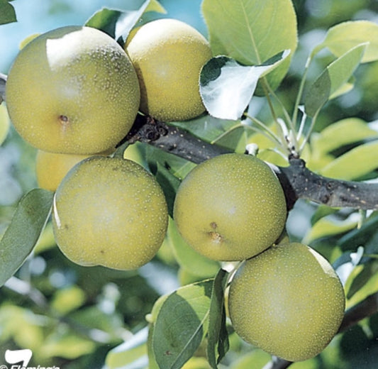 Nashi Pear - Nijiseikki