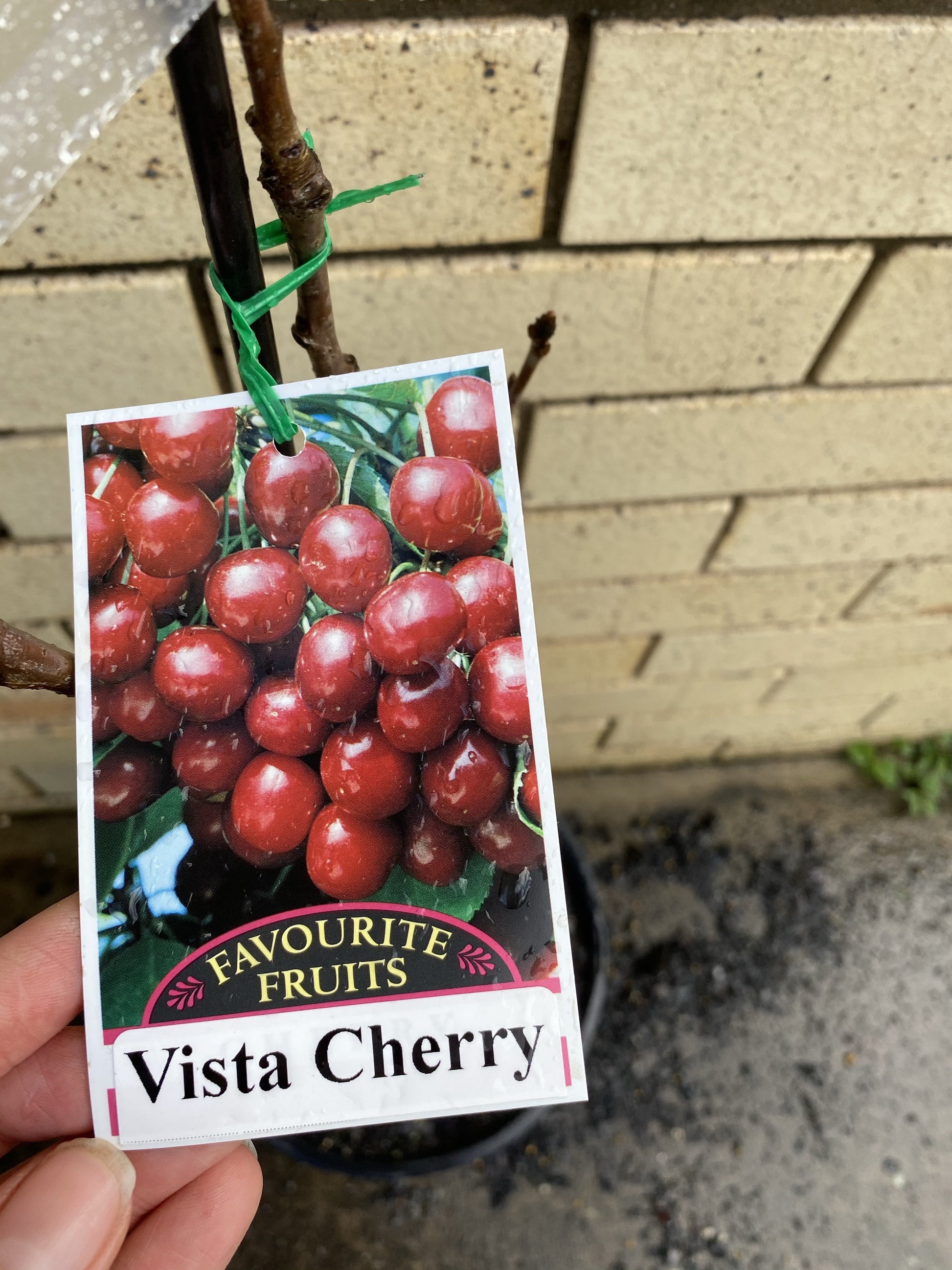 Cherry - Vista – Fruitopia Nursery