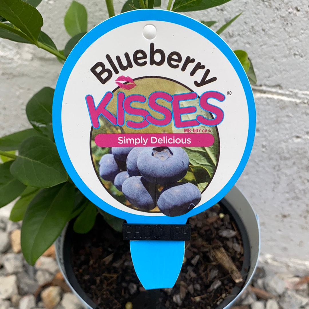 Blueberry - Kisses