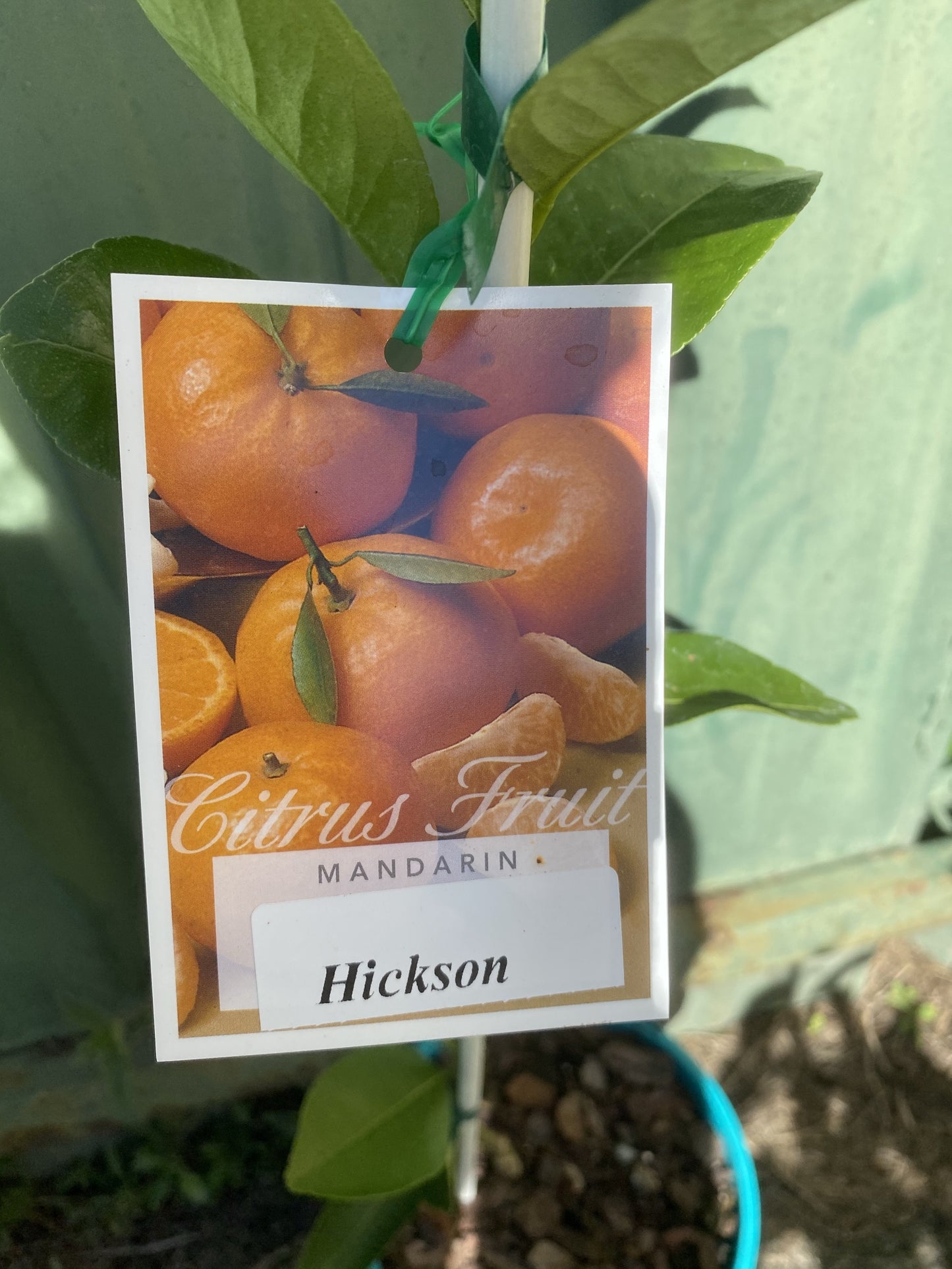 Dwarf Mandarin - Hickson