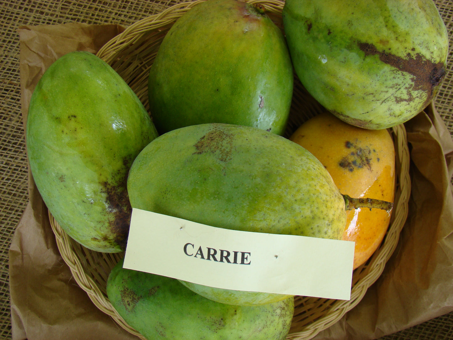 Mango - Carrie