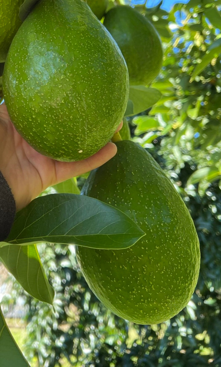 Avocado - Sharpe (Type A) – Fruitopia Nursery