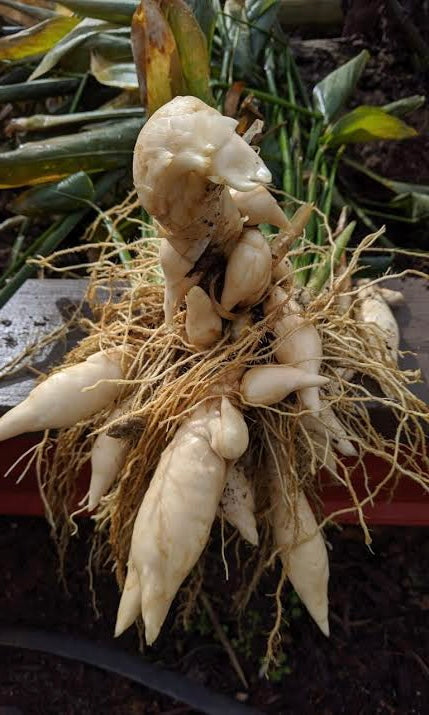 Arrowroot Types West Indian Arrowroot – Fruitopia Nursery