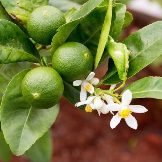 Tahitian Lime: RESTRICTED TO QLD