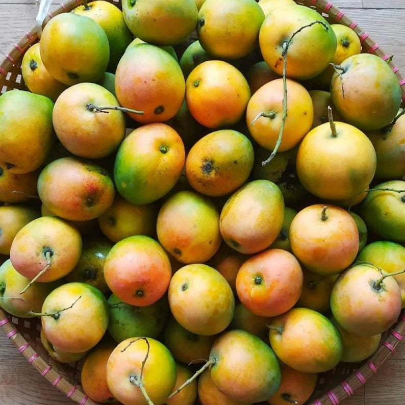 Mango - Gedong