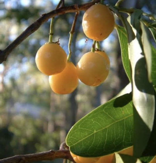 Fraser Island Apple