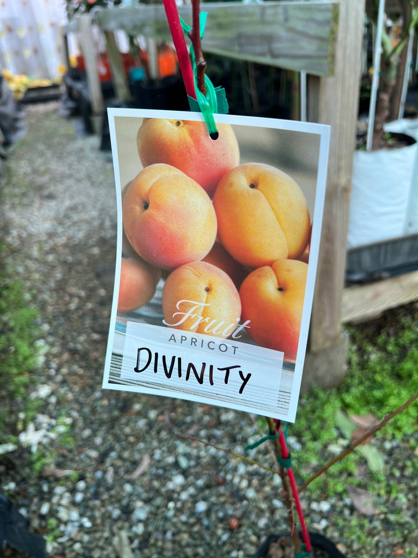 Apricot - Divinity