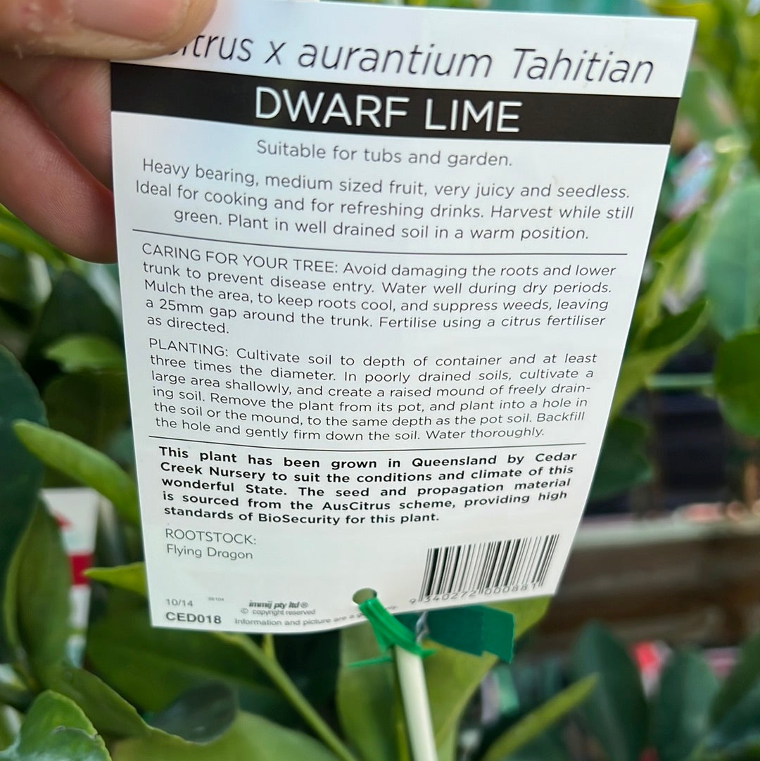 Dwarf Tahitian Lime: RESTRICTED TO QLD
