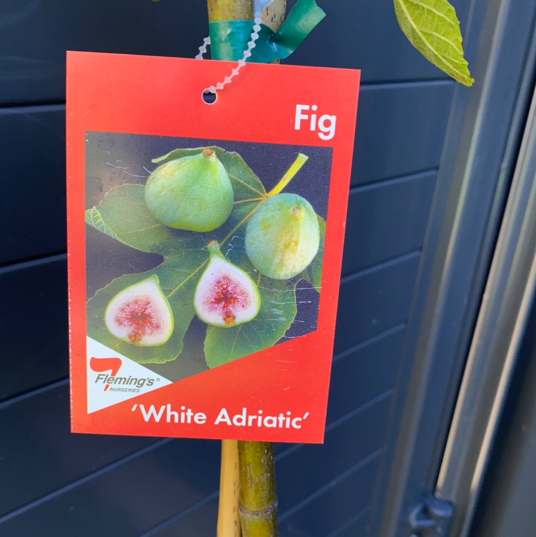 Fig - White Adriatic