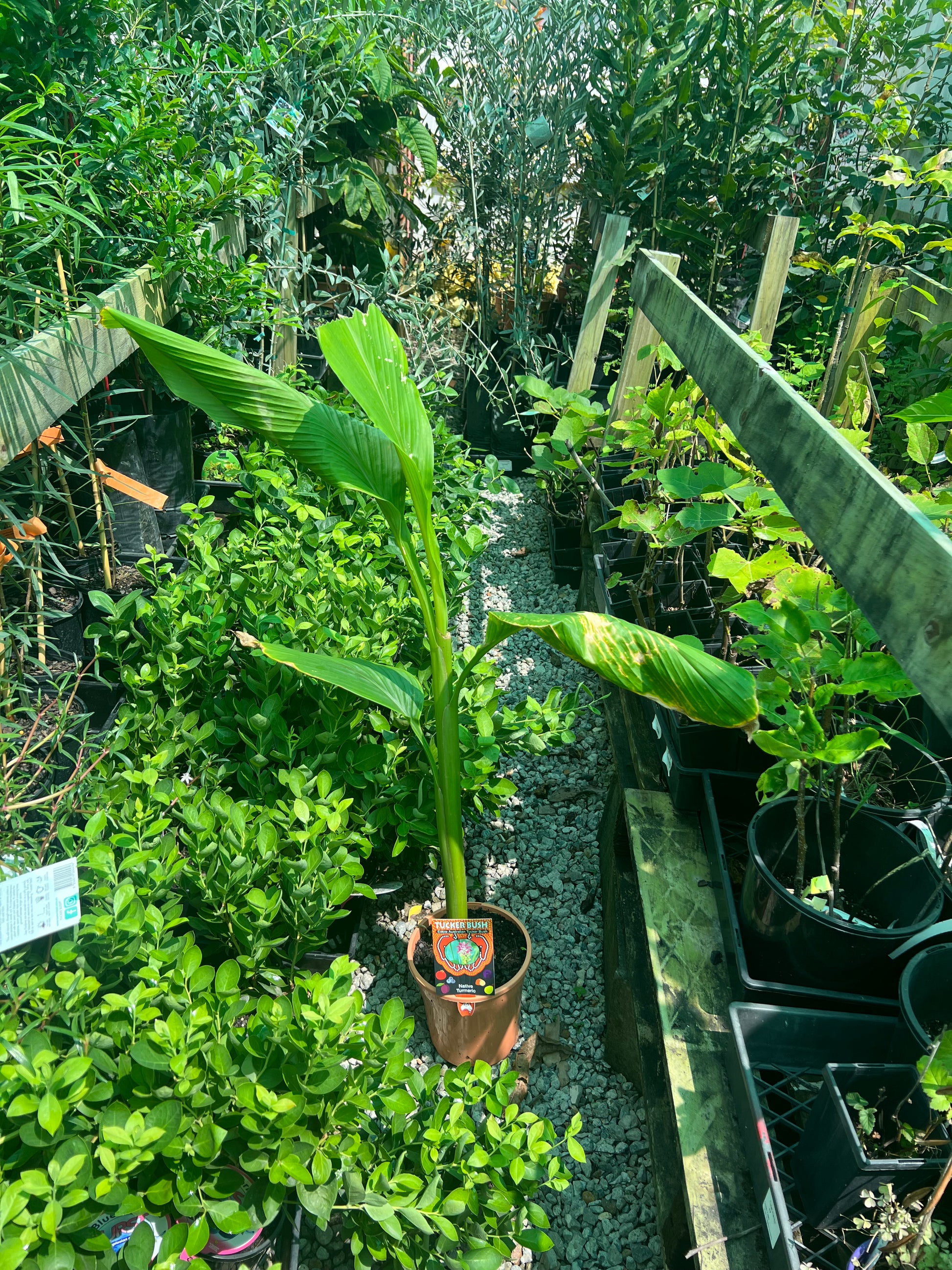 Native Tumeric / Cape York Tumeric – Fruitopia Nursery