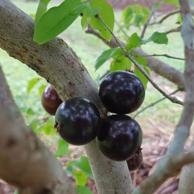 Jaboticaba - Large Leaf